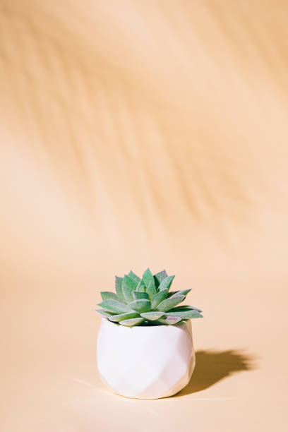 istock Artificial succulent house plant in pot 1298716826