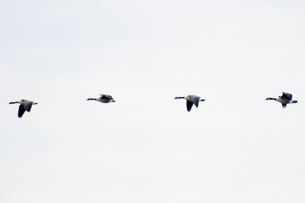 istock Follow the Leader 1298716916