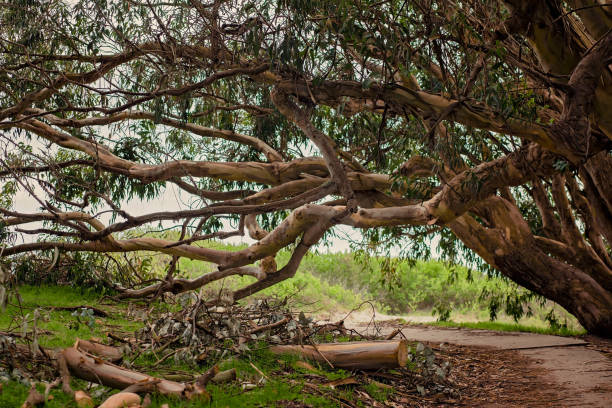 albero di eucalipto su un sentiero a piedi in un prato erboso - natural bridge state park foto e immagini stock