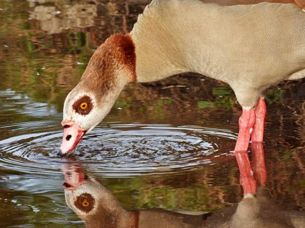istock Egyptian Goose (Alopochen aegyptiaca) drinking water from a Florida lake 1298718760