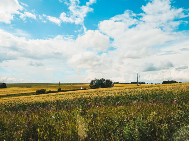 istock Field landscape in summer 1298719526