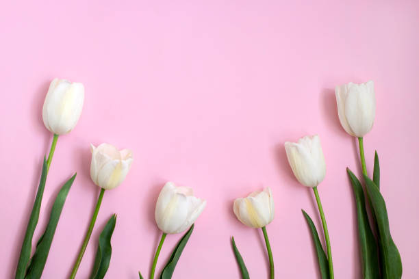 istock Beautiful White tulips flowers on pink background. 1298721621