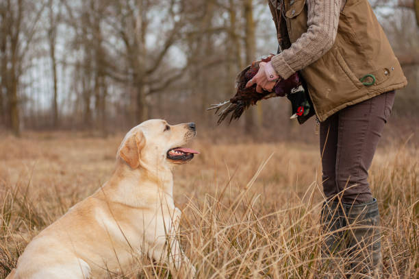 labrador amarelo está treinando para a caça - pheasant hunting dog retriever - fotografias e filmes do acervo