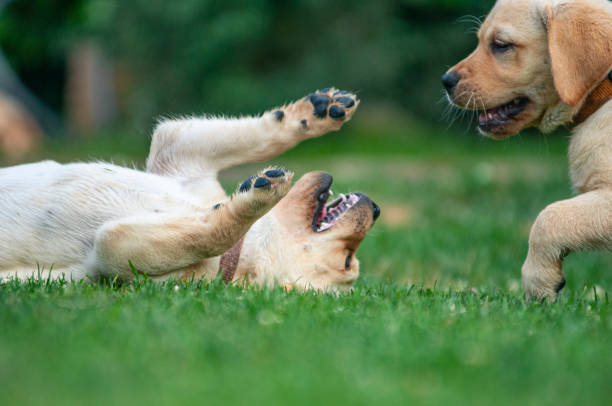 istock Yellow labrador puppies playing on the grass 1298726001