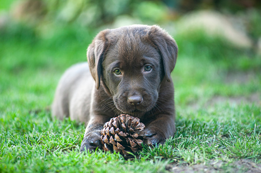 Labrador puppy is chewing on a pine cone