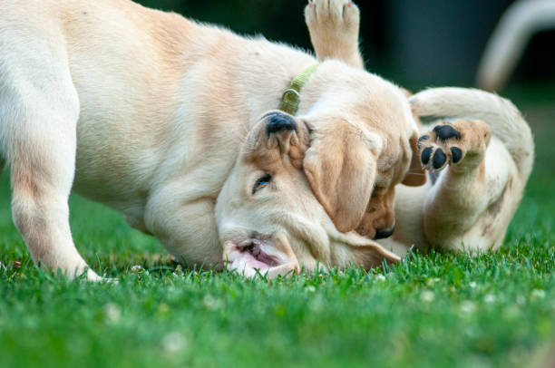 istock Yellow labrador puppies playing on the grass 1298726158