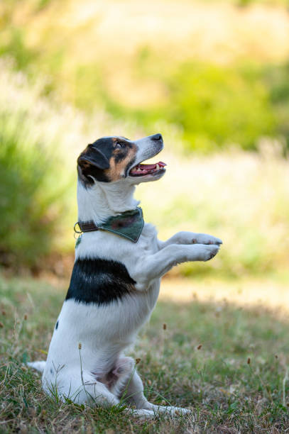 istock Young Jack Russell is lifting paws in the air 1298727474