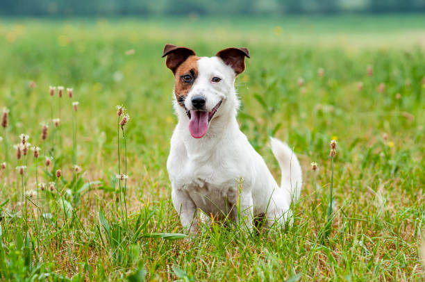 istock Jack Russell is sitting in the grass 1298727545