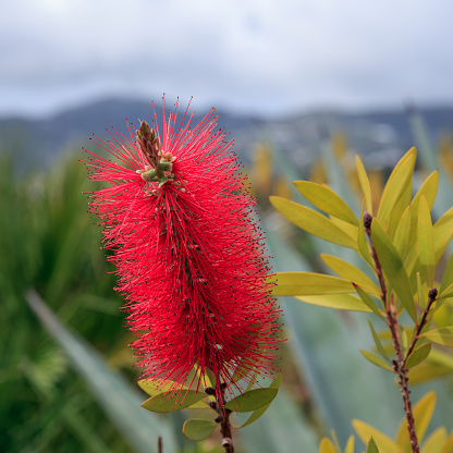 Close-up of a blooming Red bottlebrush plant (Callistemon) with shallow DOF and Andalusian moutain scenery in the background