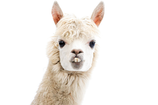 portrait of a white llama on a blurred background