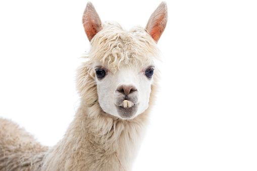 Detailed portrait of the face of a white adult alpaca against a plain, defocussed grey background