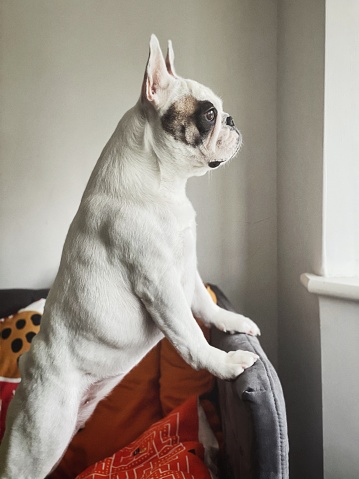 Profile of Frenchie dog looking out the window