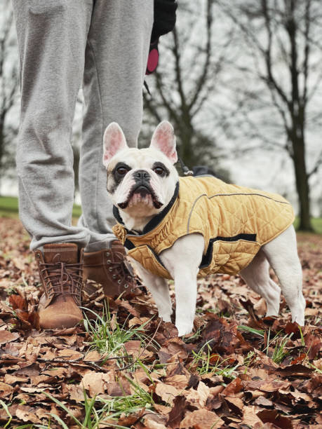 istock Walking dog in the woods 1298734920