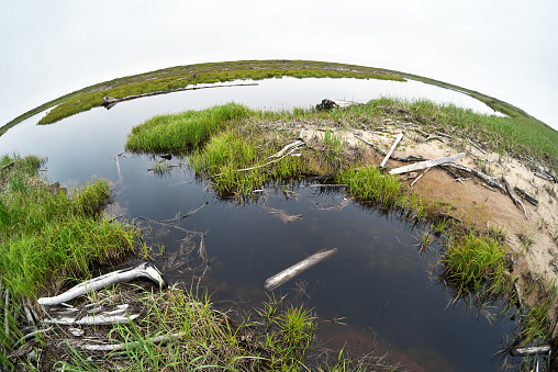 Coastal grass and driftwood by river, water surface, white sky reflected