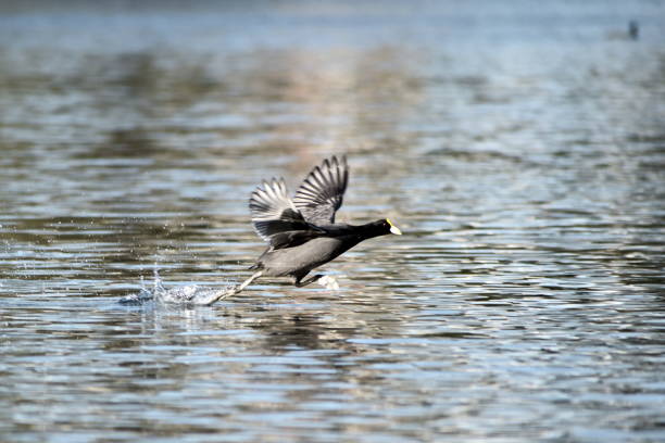 istock white-winged coot (Fulica leucoptera) running on the water 1298736859