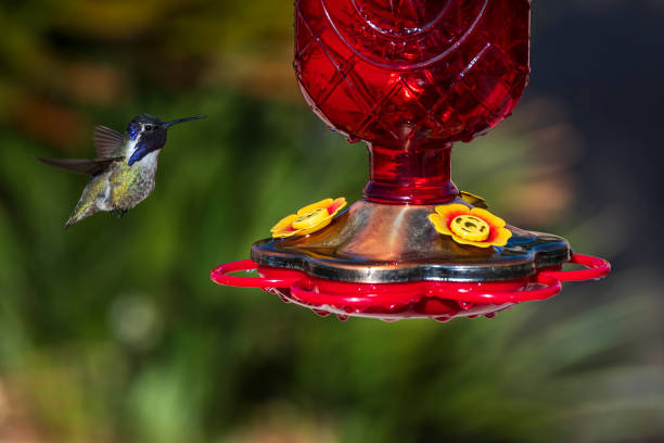 istock Male Costa's Hummingbird (Calypte costae) at a Feeder 1298737716