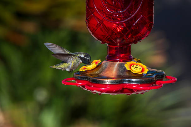 istock Male Costa's Hummingbird (Calypte costae) at a Feeder 1298737722