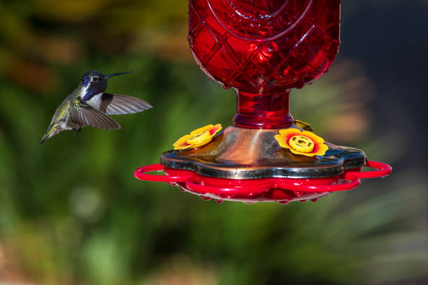 istock Male Costa's Hummingbird (Calypte costae) at a Feeder 1298737732