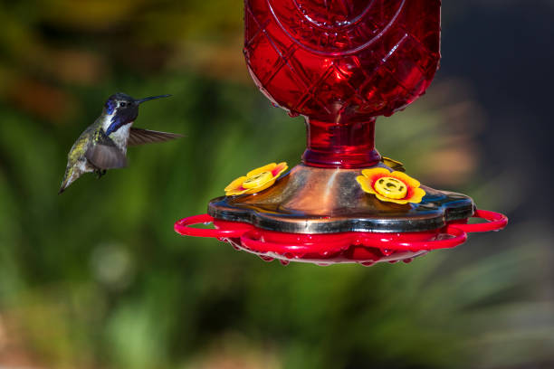 istock Male Costa's Hummingbird (Calypte costae) at a Feeder 1298737973