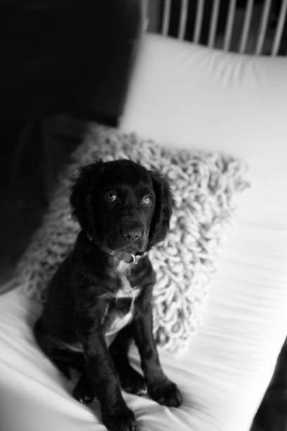 istock Sproodle Puppy , springer spaniel/poodle 1298738143
