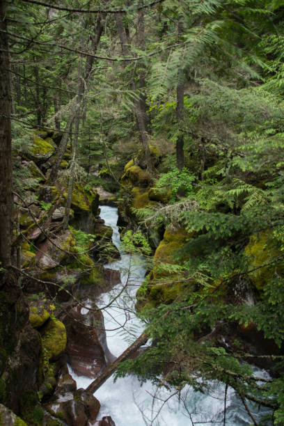 istock Trail through a pine forest in Glacier National Park 1298738746