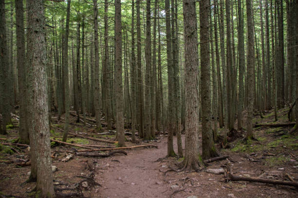 istock Trail through a pine forest in Glacier National Park 1298739451