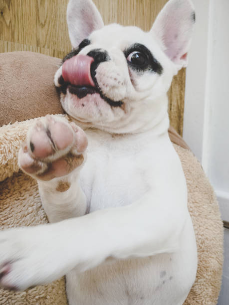 istock Frenchie puppy licking her nose on her bed 1298740175