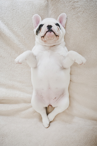 Cute French Bulldog puppy sleeping on her back on sofa, overhead view