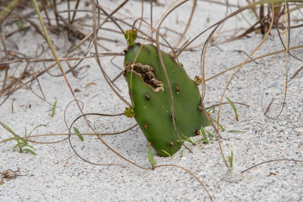 cactus de plage - floride photos et images de collection