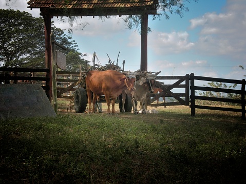 A team of oxen pulling a wagon full of firewood kindling on a farm near La Belen, Cuba