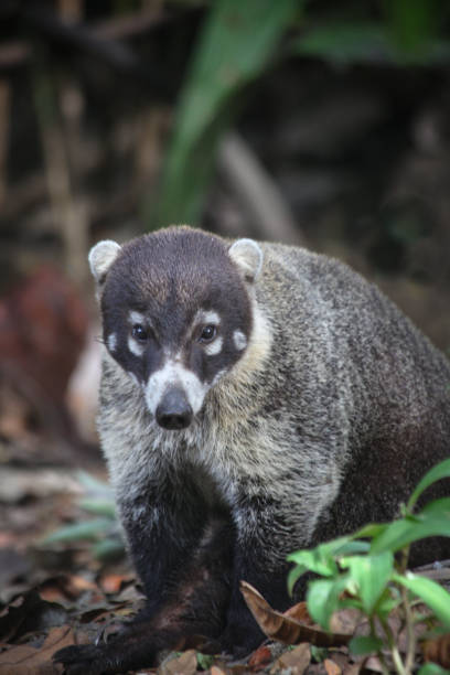 istock curious coati is looking for something to eat 1298751104