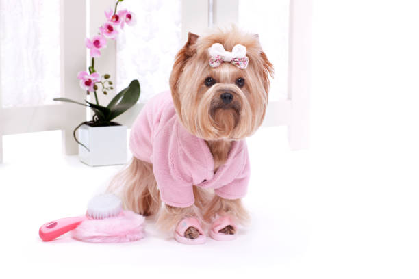 istock Yorkshire terrier dog at the spa 1298754477