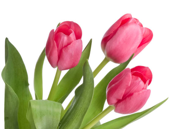 tulipany wyizolowane na białym tle - spring nature life events arrangement zdjęcia i obrazy z banku zdjęć