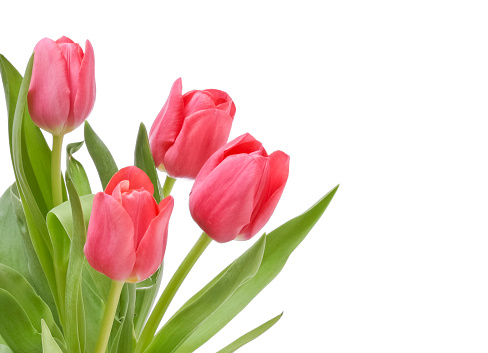 Tulips for Easter, Mother’s Day, Woman’s Day, Birthday or any occasion isolated on a white background