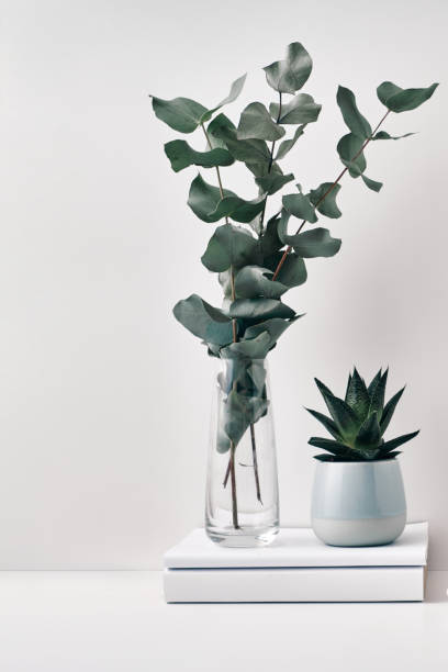 istock A transparent vase with eucalyptus branches and a houseplant on a white background. Eco-materials in the interior. Copy space, mock up 1298757236