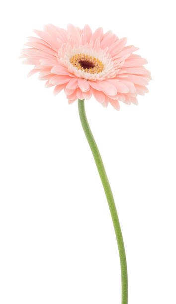 gerbera rosa isolada em branco. sem poeira. sem pólen. - daisy white single flower isolated - fotografias e filmes do acervo