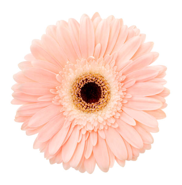 Pink gerbera flower, copy space for text. Gerbera flowers, like many other aster flowers, isolated on a white background
