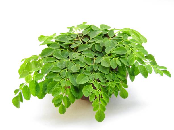 Moringa oleifera leaves in a bowl isolated on white background Moringa oleifera leaves in a bowl isolated on white background moringa leaves stock pictures, royalty-free photos & images