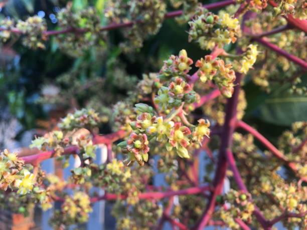istock The flowers of the mango tree 1298766210