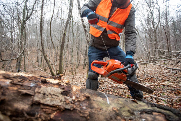 istock Lumberjack Starting His Chainsaw in Forest 1298770929