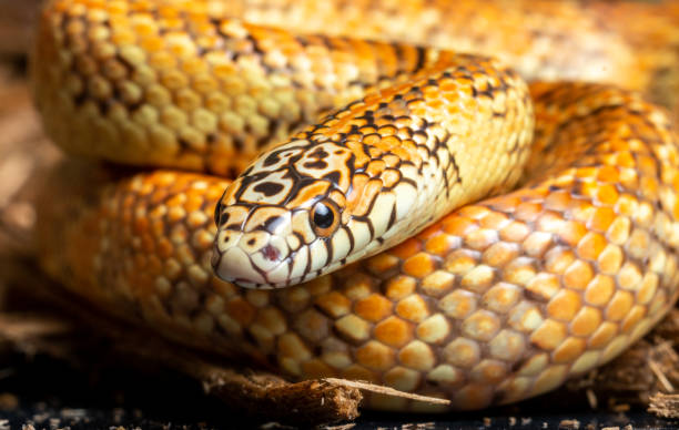 istock Albino Milk Snake 1298772754