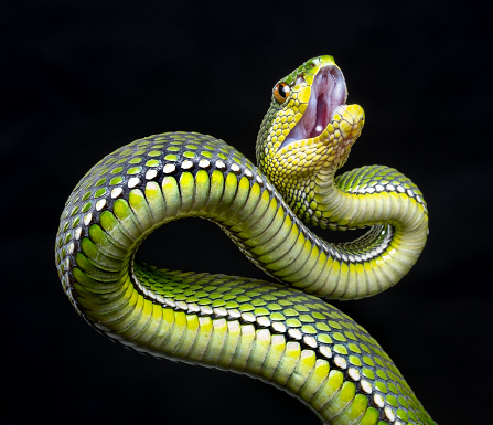 Body coiled around the branch while its head is in striking position, Kaeng Krachan National Park, UNESCP World Heritage, Thailand.