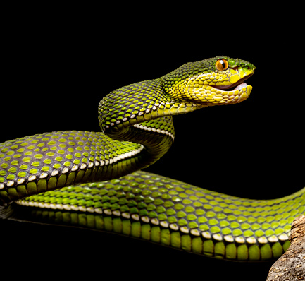 The emerald tree boa (Corallus caninus) is a non-venomous snake that lives in the rainforests of South America