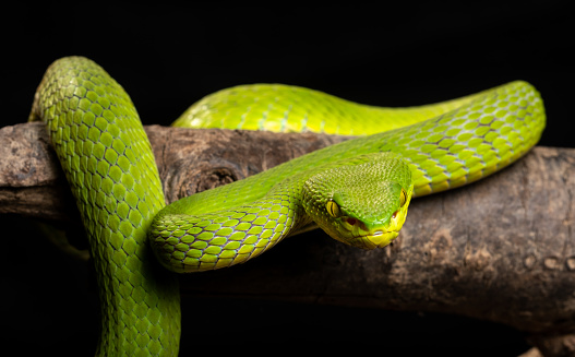 Borneo Keeled Pit Viper snake Tropidolaemus subannulatus isolated on white background