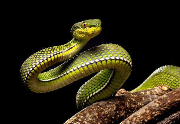 Purple-spotted Pit Viper Venomous purple-spotted pit viper, native of Thailand. This one lives in captivity. viper stock pictures, royalty-free photos & images