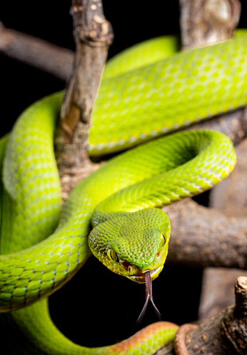 Tangled snakes with green metallic scales. Fantasy background. 3D rendered image