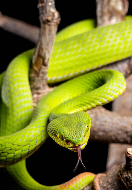White Lip Viper White Lip Viper, native to SE Asia. This one lives in captivity. snake with its tongue out stock pictures, royalty-free photos & images