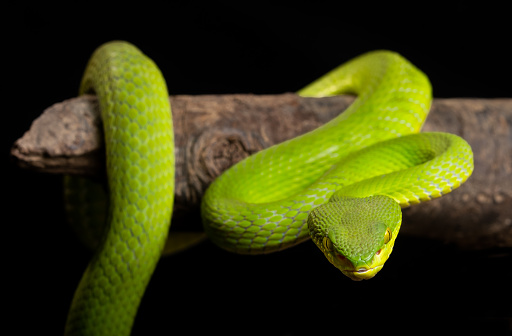 Boomslang laying and camouflaging on tree branch with leaves