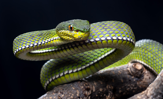 Adult brown house snake (Boaedon capensis) in a defensive striking pose