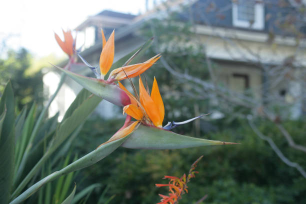 istock Bird of Paradise 1298775513